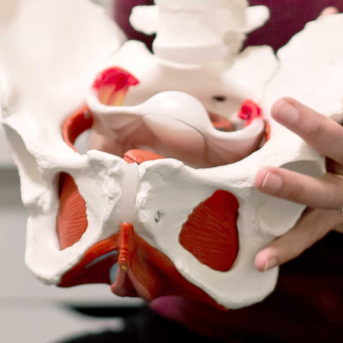 Fundamentos de Suelo Pélvico: Anatomía, Neurofisiología, Fisiopatología y Disfunción Gran Canaria